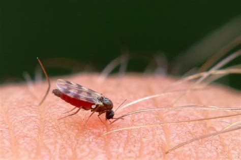 What Is A Gnat Gnats And Gnat Types Wiki Bugs Bugzapperworld