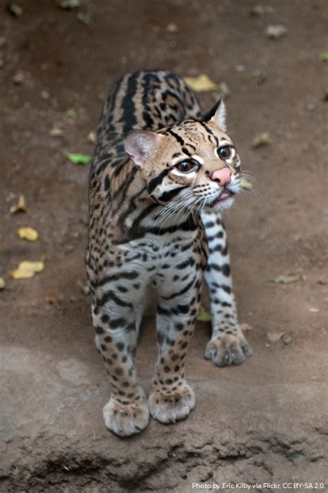 Did You Know Ocelots Can Be Identified By The Pattern On Their Coat