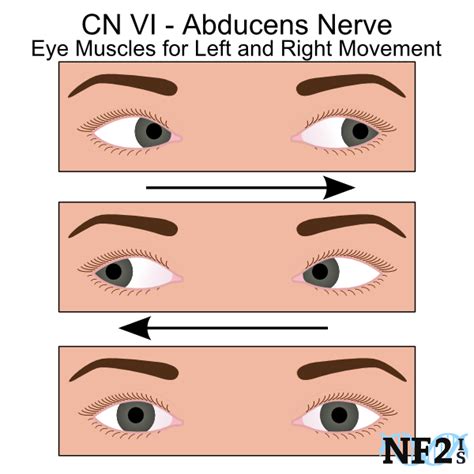 Cranial Nerves Eye