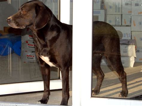 Zwei kleinere hunde in einer mietwohnung können vielleicht noch akzeptiert werden. BGH Urteil: Kein generelles Verbot von Hundehaltung durch ...