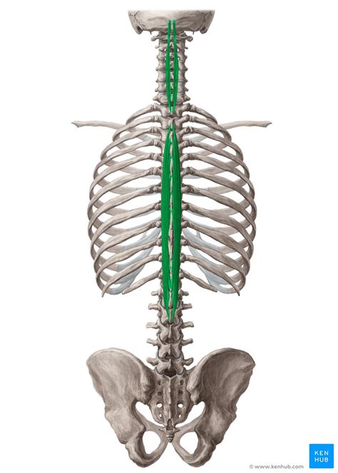 Músculo Espinal Origem Inserção Ação Kenhub