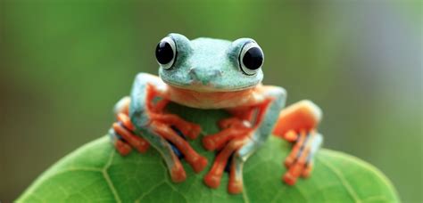 All toads are considered to be frogs, falling under the order anura, however, the term frog is generally associated with aquatic species while the term toad is. Doing Frog Jump Exercises Right - a Simple Guide