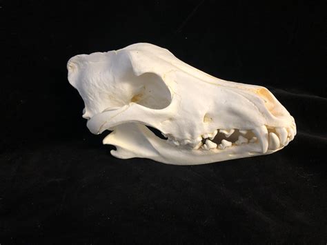 Gray Timber Wolf Skull Skeletons And Skulls Superstore