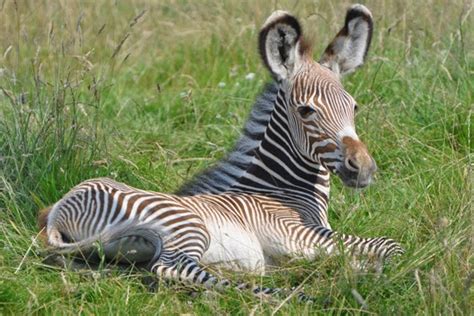 Zebras are found in a variety of ecosystems like the savannas, grasslands, mountains, and open woodlands. Grevy's zebras Animals | Facts & Interesting Pictures ...