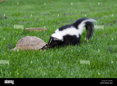 Skunk Two Hi Res Stock Photography And Images Alamy