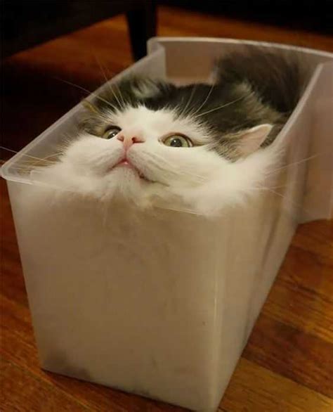 35 Funny Pictures Of Cats Stuck In Places They Shouldnt Be