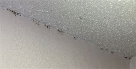 Bed Bugs On Your Ceiling Shelly Lighting