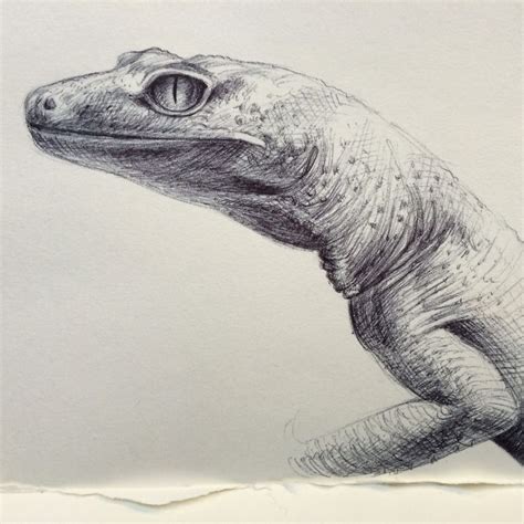 Gecko Sketch Ballpoint Face Pencil Drawing Animal