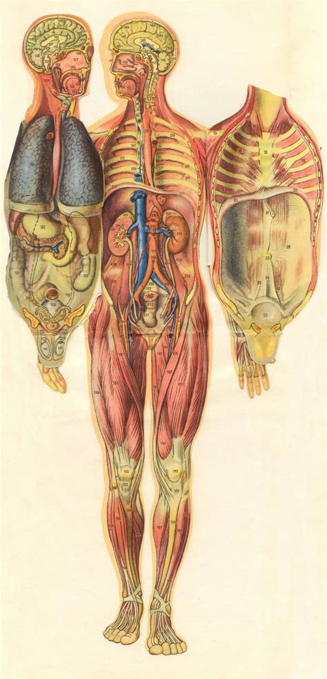 Medical Illustration Human Body