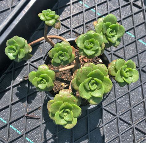 Aeonium Lily Pad Rnt Succulents