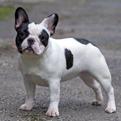 Pied French Bulldog Facts And Pictures