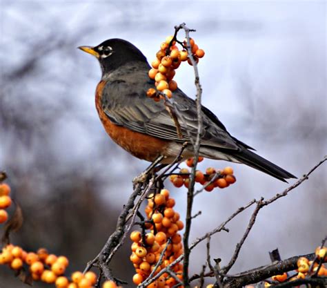 American Robin Facts | A Birds Delight