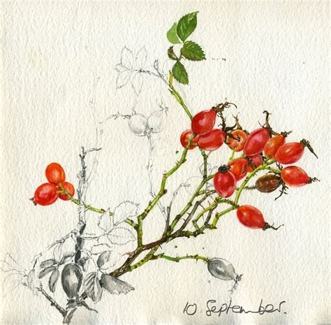 A Drawing Of A Branch With Red Berries On It