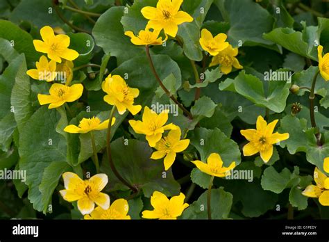 Marsh Marigold Or Kingcup Caltha Palustris Flowering Beside The