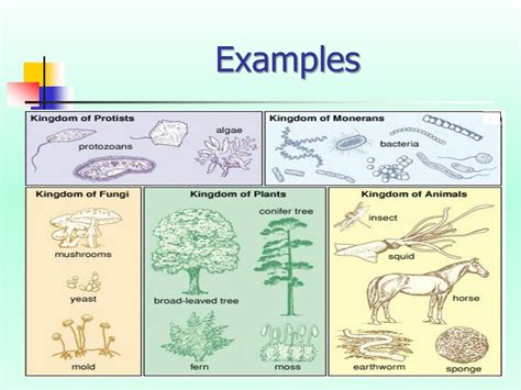 Ppt The Five Kingdoms Of Living Organisms Powerpoint Presentation