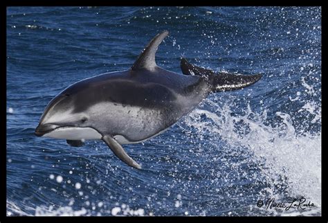 Nicole Laroche Photography Cetaceans On The High Seas