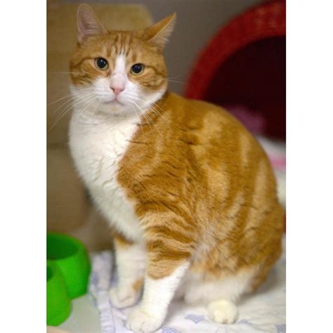 Ginger Male Domestic Short Hair Cat In Nsw Petrescue