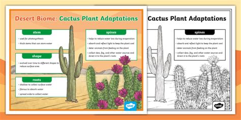 Desert Biome Cactus Plant Adaptations Poster Teacher Made