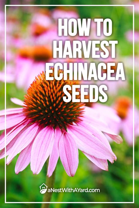 How To Harvest Echinacea Seeds Echinacea Seeds Harvest