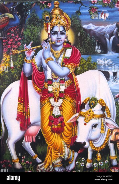 Krishna Cow Stockfotos Und Bilder Kaufen Alamy
