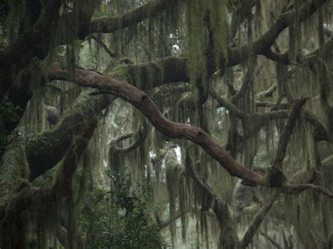Spanish Moss Information Is Spanish Moss Removal For You