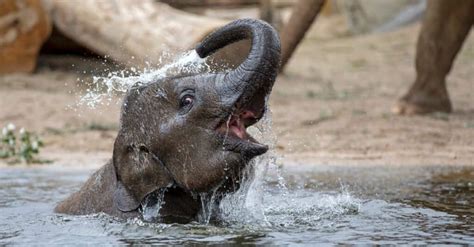 Watch This Adorable Baby Elephant Blow Bubbles With Its Trunk Az Animals
