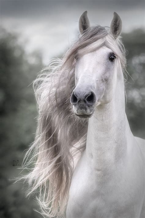 Photographer Captures The Awesome Power Of Draft Horses In Her Dramatic