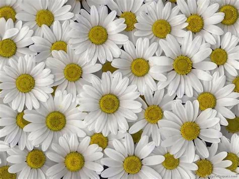 Daisy Flower Wallpaper Wallpapersafari Com