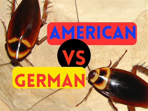 How To Get Rid Of German Roach Vs American Roach