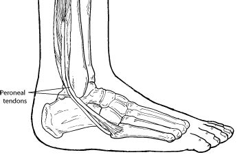 Tendon diagram you searching for is usable for you. Peroneal Tendon Tears | Podiatrist Richmond, VA | Foot and ...