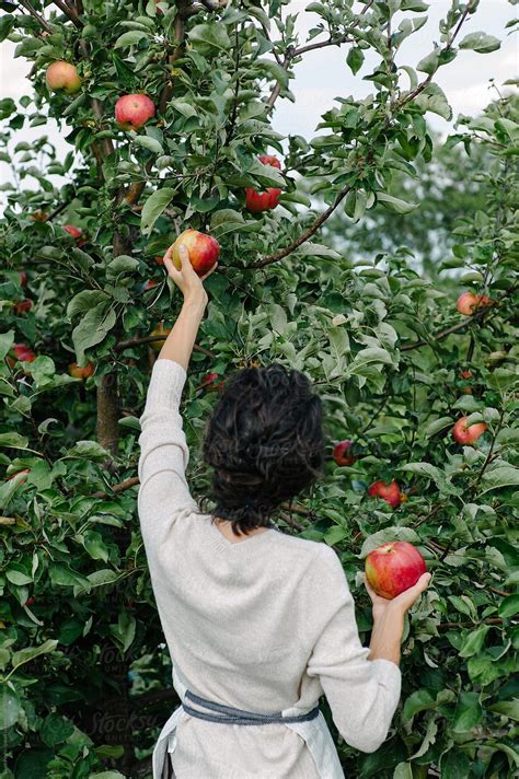 Woman Picking Apples From Tree By Stocksy Contributor Duet
