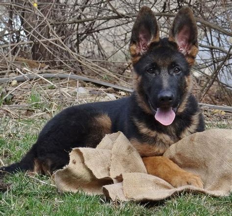 You'll be connected with businesses and breeders around the nation based on your how can i be sure my puppy is ethically raised by german shepherd breeders in michigan? German Shepherd Puppies For Sale | Jefferson, WI #300692