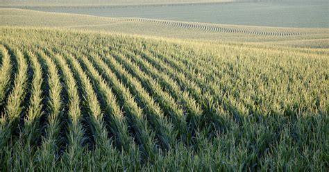 Iowa Corn Growers PAC endorses Braley