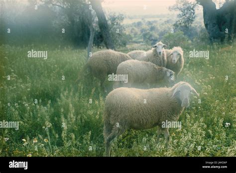 Sheep Meadow La Naturaleza El Paisaje El Verano El Pastoreo De