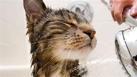 How To Give A Cat A Bath Without Getting Scratched Cat Lovster