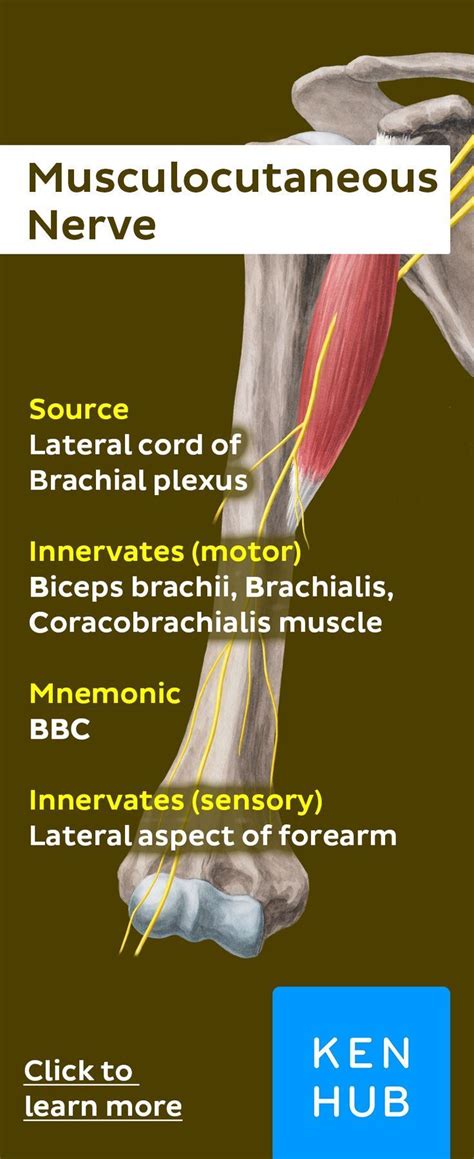 Musculocutaneous Nerve Nerve Anatomy Muscle Anatomy Human Anatomy
