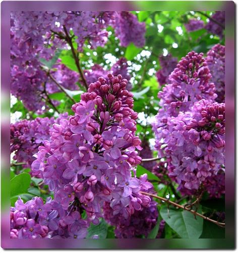 Royal Purple Lilac Flowering Shrub Highly Fragrant Large Colorful B