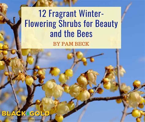 12 Fragrant Winter Flowering Shrubs For Beauty And Bees Black Gold