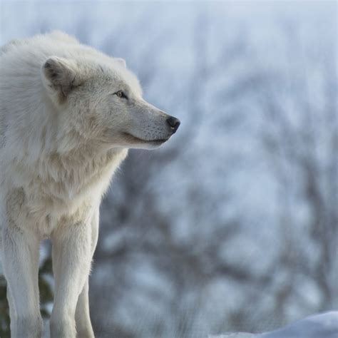 545 views | 1213 downloads. 10 Latest Wolves In Snow Wallpaper FULL HD 1920×1080 For ...