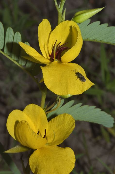 Photo 648 22 Yellow Flowers Of Partridge Pea Cassia