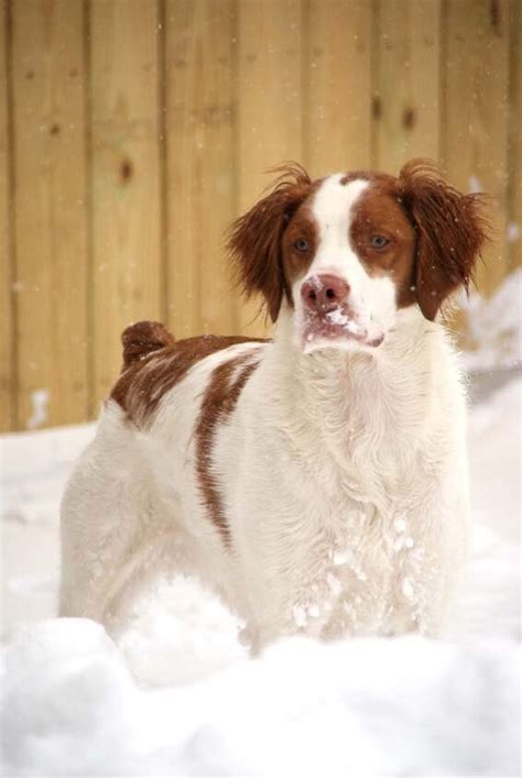Brittany Dog Breed Information And Pictures Petguide Petguide