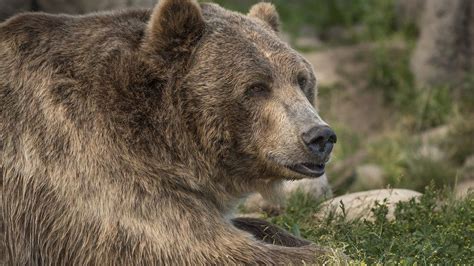 Grizzly Bear Shot Dead After Killing Woman In Montana Bbc News