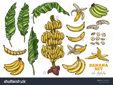 Share 78 Banana Bunch Sketch Super Hot Vn