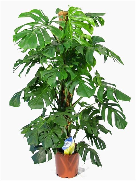 Moss pole & column plants. Swiss Cheese Plant for Sale - Buy Cheese Plants Online