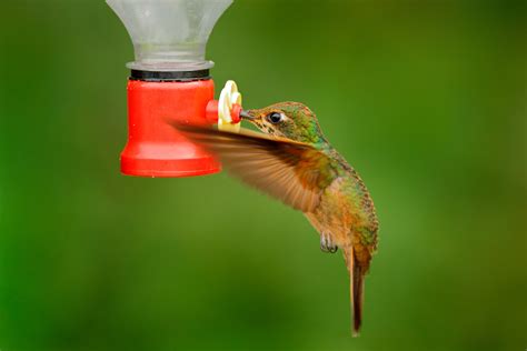 What Is The Best Hummingbird Feeder To Attract Hummingbirds To Your Backyard