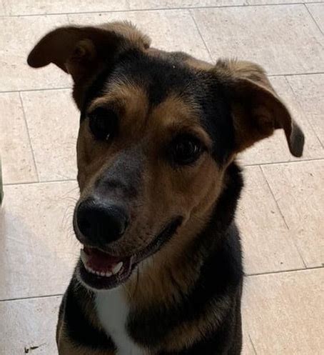Auch am ruhetag immer was zu tun. Hunde - Strubeli - Tierheim Strubeli