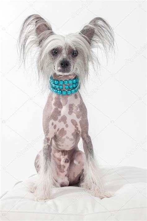 Hairless Chinese Crested Dog — Stock Photo © Anxen 81138802