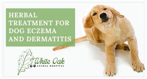 What Can I Put On My Dogs Eczema