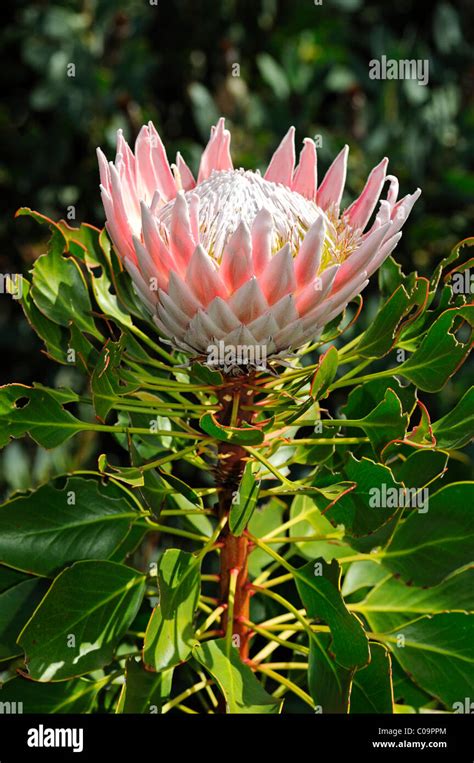 King Protea Protea Cynaroides National Flower Of South Africa Cape