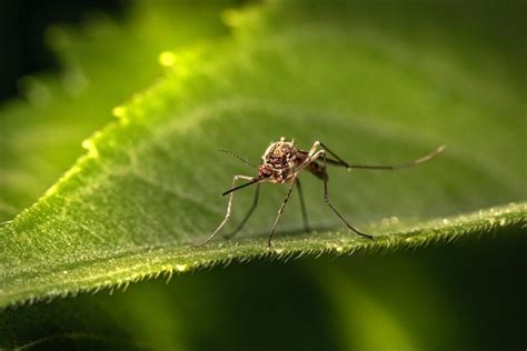 Geranio antimosquitos mejor solución para el verano GermiGarden